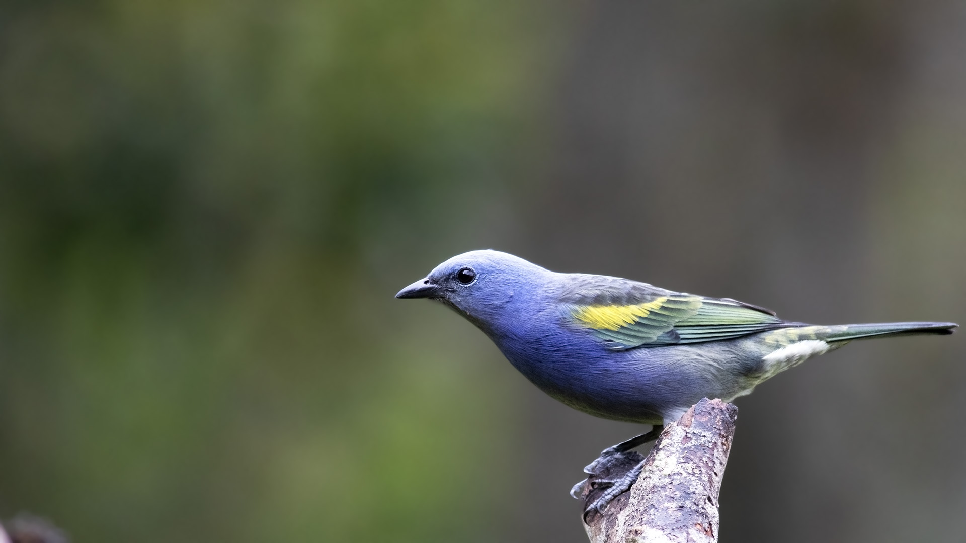 Golden-chevroned Tanager